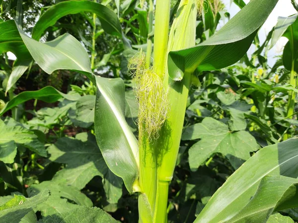 Maiskolben Der Pflanze Mais Mais Landwirtschaft Naturfeld Grünes Maisfeld Landwirtschaftliche — Stockfoto