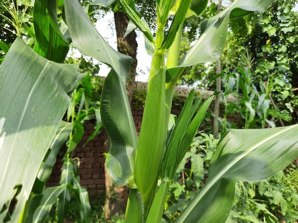 Corn Cobs Plant Corn Maize Agriculture Nature Field Green Corn — Stockfoto