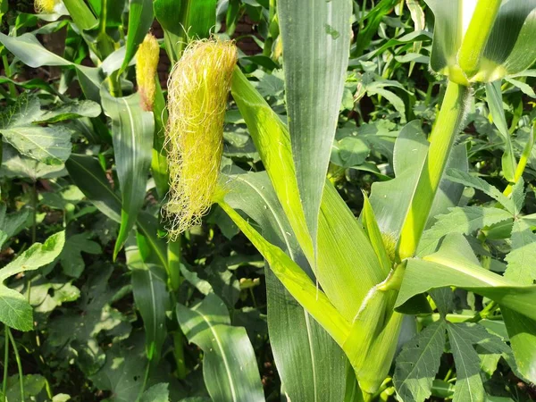 Maiskolben Der Pflanze Mais Mais Landwirtschaft Naturfeld Grünes Maisfeld Landwirtschaftliche — Stockfoto