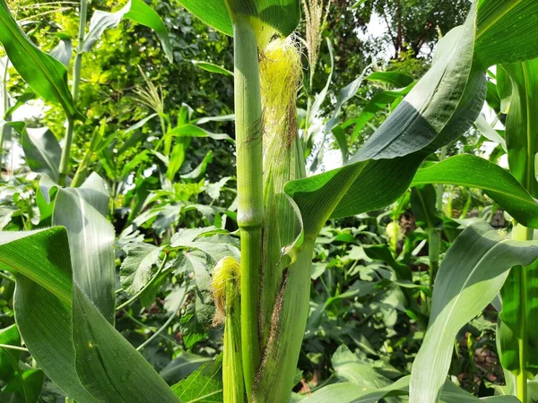 Corn Cobs Plant Corn Maize Agriculture Nature Field Green Corn — Φωτογραφία Αρχείου