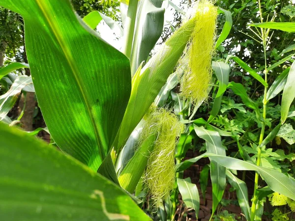 Corn Cobs Plant Corn Maize Agriculture Nature Field Green Corn — 图库照片