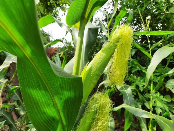 Corn Cobs Plant Corn Maize Agriculture Nature Field Green Corn — Stockfoto