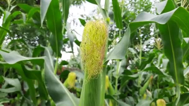 Corn Cobs Plant Corn Maize Agriculture Nature Field Green Corn — Video Stock