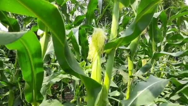 Corn Cobs Plant Corn Maize Agriculture Nature Field Green Corn — 비디오