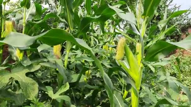 Kukoricacsöcs Üzemben Kukorica Kukorica Mezőgazdaság Természetvédelmi Terület Zöld Kukoricamező Mezőgazdasági — Stock videók