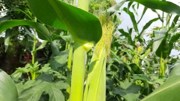 Mazorcas Maíz Planta Maíz Maíz Agricultura Naturaleza Campo Campo Maíz — Vídeo de stock