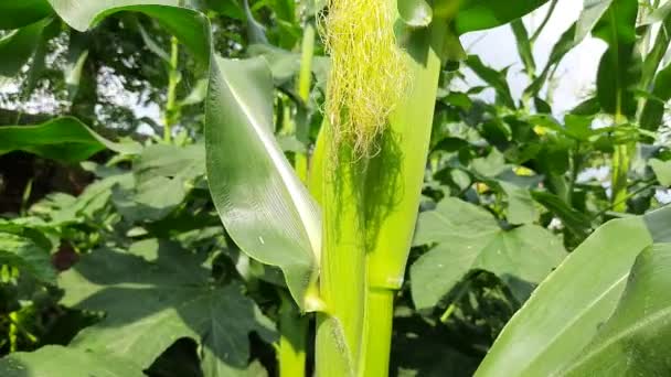 Maïskolven Plant Maïs Maïs Landbouw Natuurgebied Groene Maïsveld Landbouwgewassen Maïs — Stockvideo