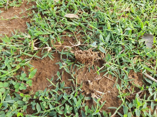 Ants are making their home and Digging the soil from inside is bringing it out. Anthill of Ants in ground.Colony of Ant work together to make their nest deep inside the field.