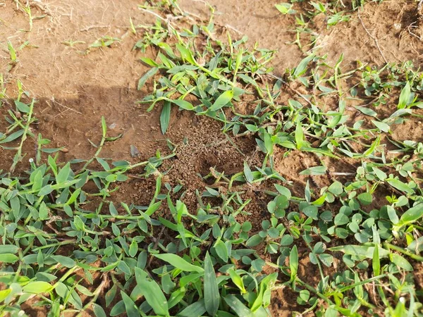 蚂蚁正在筑巢 从里面挖土也在把它挖出来 蚁群在地下筑巢蚂蚁的群集蚂蚁的群集在田野深处筑巢 — 图库照片