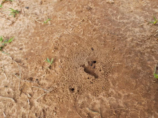 Karıncalar Evlerini Yapıyorlar Toprağı Içeriden Kazarak Dışarı Çıkarıyorlar Topraktaki Ant — Stok fotoğraf