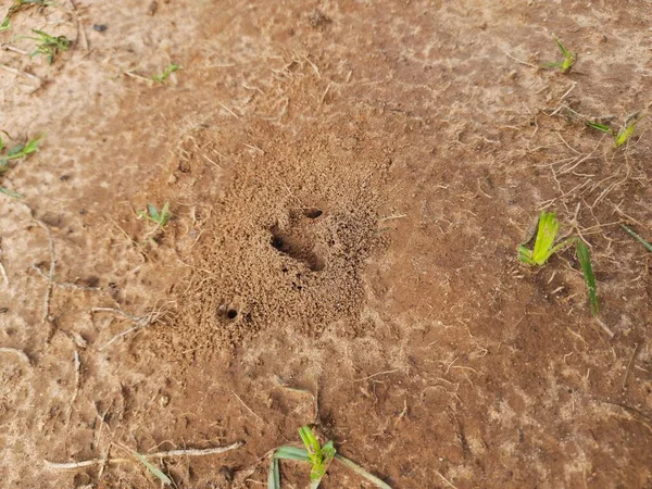 Les Fourmis Font Leur Maison Creuser Sol Intérieur Fait Ressortir — Photo