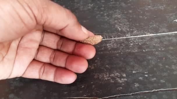 Madhuca Longifolia Fruit Seed Oil Extracted Its Other Namesmadhuka Mahuwa — Stock Video