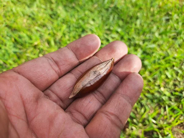 Madhuca Longifolia Fruit Seed Oil Extracted Its Other Namesmadhuka Mahuwa — Φωτογραφία Αρχείου