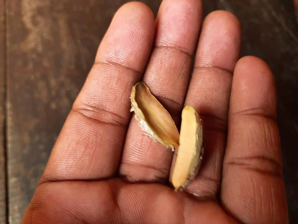 Madhuca Longifolia Fruit Seed Oil Extracted Its Other Namesmadhuka Mahuwa — стоковое фото
