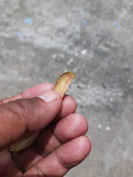 Madhuca Longifolia Fruit Seed Oil Extracted Its Other Namesmadhuka Mahuwa — стоковое фото