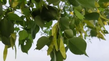 Dalbergia hanım evladı meyveleri. Bu ağaç, genellikle Kuzey Hindistan gül ağacı olarak bilinir. Hindistan Altkıtası ve Güney İran 'a özgü hızlı büyüyen, dayanıklı bir gül ağacı..