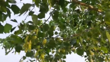 Dalbergia hanım evladı meyveleri. Bu ağaç, genellikle Kuzey Hindistan gül ağacı olarak bilinir. Hindistan Altkıtası ve Güney İran 'a özgü hızlı büyüyen, dayanıklı bir gül ağacı..