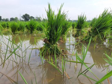 Rice seedling before plantation. Its seeds remove the one place and ready to planting another place. Rice paddy farming in India.