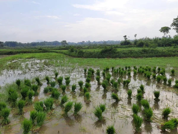 Rice Seedling Plantation Its Seeds Remove One Place Ready Planting - Stock-foto