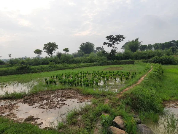 Rice Seedling Plantation Its Seeds Remove One Place Ready Planting — Zdjęcie stockowe