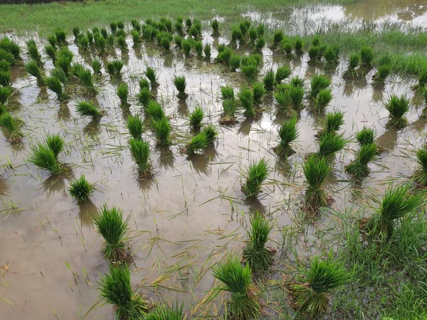 Rice seedling before plantation. Its seeds remove the one place and ready to planting another place. Rice paddy farming in India.