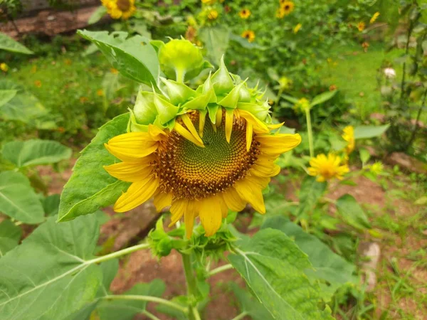 Sunflowers Garden Its Other Name Helianthus Perennialflowering Plants Daisy Family — ストック写真
