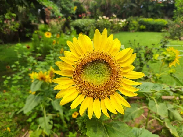 Sunflowers Garden Its Other Name Helianthus Perennialflowering Plants Daisy Family — ストック写真