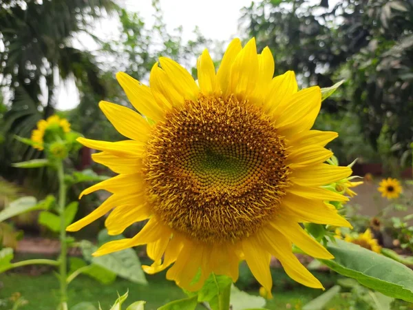 Sunflowers Garden Its Other Name Helianthus Perennialflowering Plants Daisy Family — ストック写真