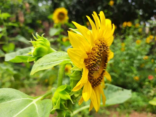 Sunflowers Garden Its Other Name Helianthus Perennialflowering Plants Daisy Family — Foto de Stock