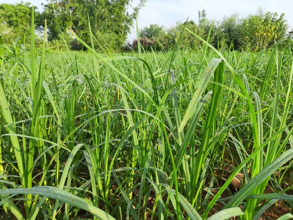 Eleusine coracana or finger millet plants. It is called Ragi and madua in India and Kodo in Nepal. It  is an annual herbaceous plant. Its widely grown as a cereal crop in the in Africa and Asia.