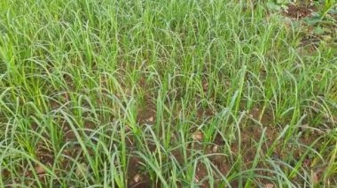 Eleusine coracana veya parmak darı bitkileri. Hindistan 'da Ragi ve Madua ve Nepal' de Kodo olarak adlandırılır. Yıllık otçul bitkidir. Afrika ve Asya 'da yaygın olarak mısır gevreği olarak yetişir..