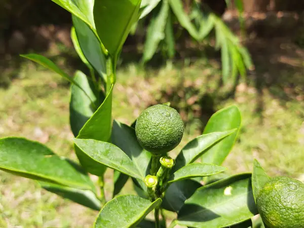 Limone Verde Nell Albero Succo Limone Circa Cinque Cento Acido — Foto Stock