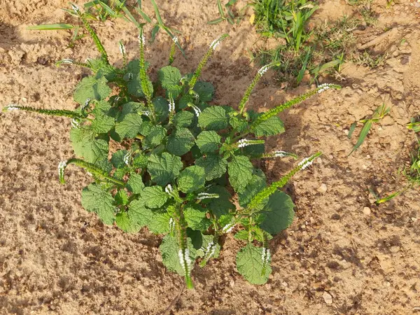 Heliotropium Indicum Pflanzen Handelt Sich Eine Einjährige Hirsute Pflanze Ist — Stockfoto