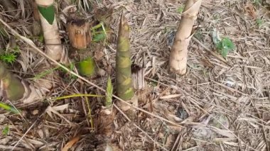Bambu filizi. Ormanda bambu filizi. Topraktan çıkan bebek bambu filizi. Topraktan çıkan yeni bambu kültürü. Asya mutfağında sebze olarak kullanılır..