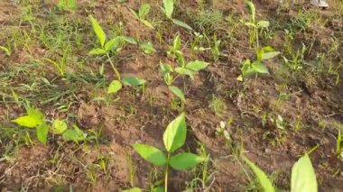 Vigna mungo plant growing in field. Its other names black gram,urad bean,mash kalai,uzhunnu parippu,ulundu paruppu,minapa pappu and Uddu. This beangrown in India and South Asia.