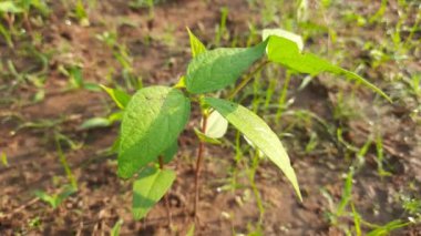 Vigna mungo plant growing in field. Its other names black gram,urad bean,mash kalai,uzhunnu parippu,ulundu paruppu,minapa pappu and Uddu. This beangrown in India and South Asia.