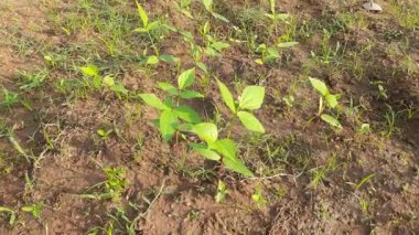Vigna mungo plant growing in field. Its other names black gram,urad bean,mash kalai,uzhunnu parippu,ulundu paruppu,minapa pappu and Uddu. This beangrown in India and South Asia.