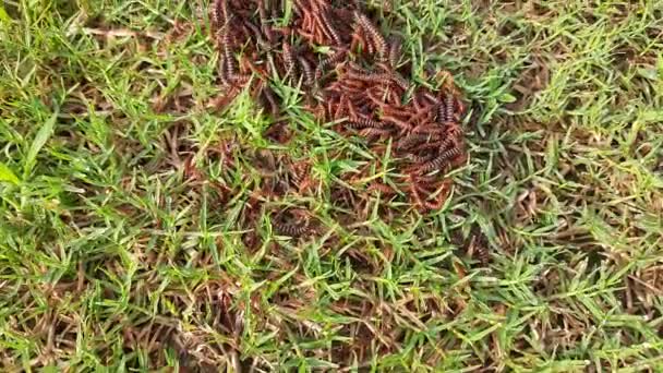 Millipede Walking Rainy Season Red Millipedes Spiral Insect Has Many — Video Stock