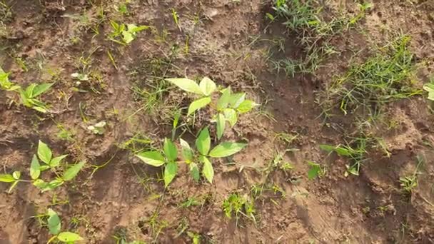 Vigna Mungo Plant Growing Field Its Other Names Black Gram — Stockvideo