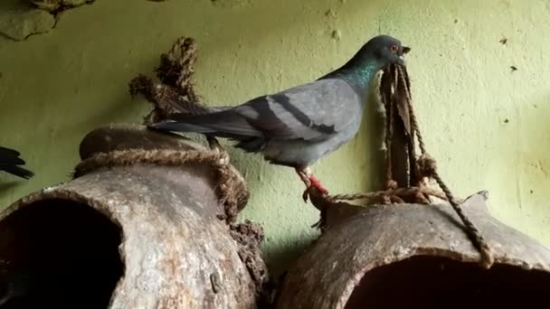 Pigeon Sitting Its Nest Pigeon Domestic Birds Nest Made Clay — Wideo stockowe