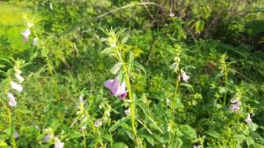 Sesame plant with flowers. It is aflowering plantin the genusSesamum. Its other names benne and Sesamum indicum. It is cultivated from seeds. Oil and sweets are made from its seeds.