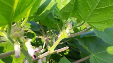 Martyniaceae flowers in the plant. Itis afamilyofflowering plantsin theLamiales.  Its other names unicorn plant devil's claw and horned seed. Pink flowers. 