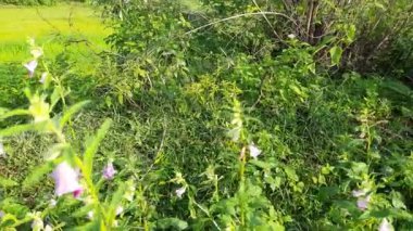 Sesame plant with flowers. It is aflowering plantin the genusSesamum. Its other names benne and Sesamum indicum. It is cultivated from seeds. Oil and sweets are made from its seeds.