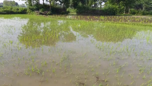 Appena Piantato Risaia Cereale Molto Popolare Paddy Coltivazione Dell India — Video Stock