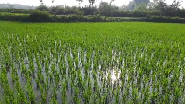 Посадил Рисовое Поле Популярное Зерно Падди Культивация Индии Закрыть Рисовое — стоковое видео