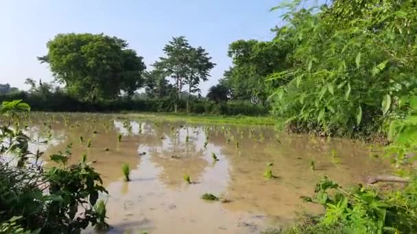 Rice Seedling Plantation Its Seeds Remove One Place Ready Planting — Video Stock