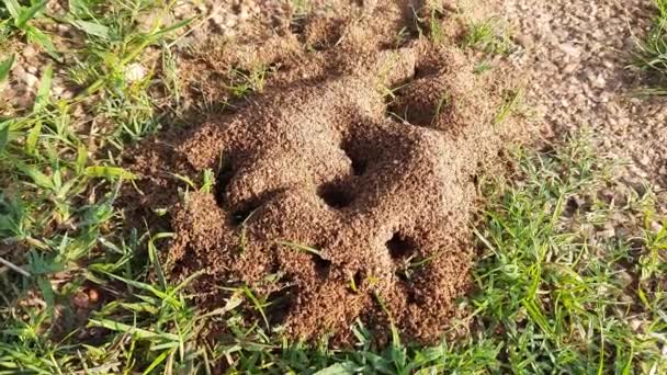 Colony Ants Ants Making Home Digging Soil Bringing Out Anthill — ストック動画