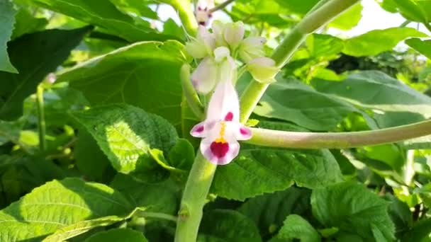 Martyniaceae ดอกไม ในพ นเป ออกดอกในลาม เนล ของย คอร ชกรงเล ศาจและเมล — วีดีโอสต็อก