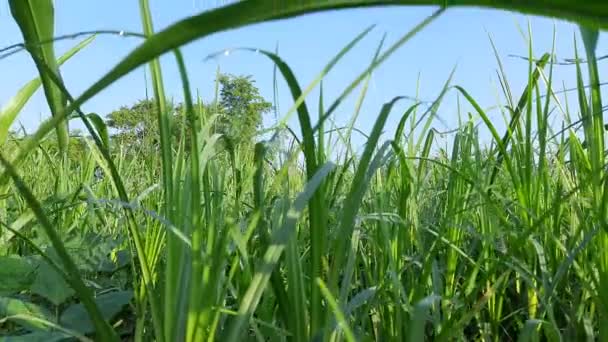 Eleusine Coracana Piante Miglio Dito Chiama Ragi Madua India Kodo — Video Stock