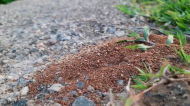 Colony of ants. Ants are making their home and Digging the soil from inside is bringing it out. Anthill of Ants in ground.Colony of Ant work together to make their nest deep inside the field. 